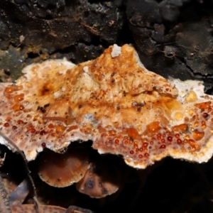 zz Polypore (shelf/hoof-like) at Gibraltar Pines - 26 May 2024