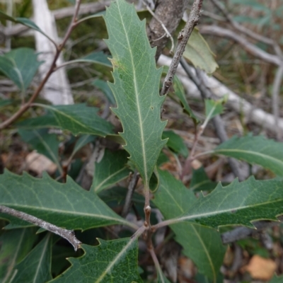 Lomatia myricoides (River Lomatia) at QPRC LGA - 25 May 2024 by RobG1