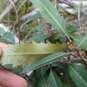 Lomatia myricoides at Deua National Park (CNM area) - 25 May 2024 11:06 AM