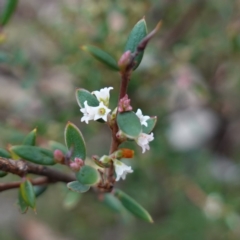 Monotoca scoparia (Broom Heath) at Deua National Park (CNM area) - 25 May 2024 by RobG1