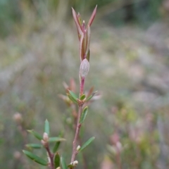 Monotoca scoparia at Deua National Park (CNM area) - 25 May 2024 11:12 AM