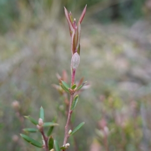 Monotoca scoparia at Deua National Park (CNM area) - 25 May 2024