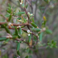 Monotoca scoparia at Deua National Park (CNM area) - 25 May 2024