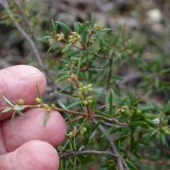 Monotoca scoparia at Deua National Park (CNM area) - 25 May 2024