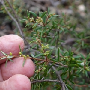 Monotoca scoparia at Deua National Park (CNM area) - 25 May 2024 11:12 AM