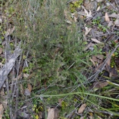 Monotoca scoparia at Deua National Park (CNM area) - 25 May 2024