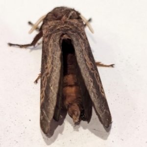 Oxycanus antipoda at Watson, ACT - 25 May 2024