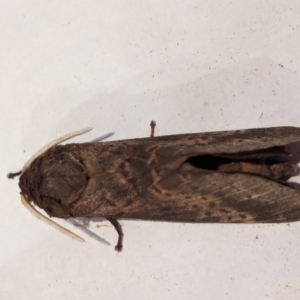 Oxycanus antipoda at Watson, ACT - 25 May 2024