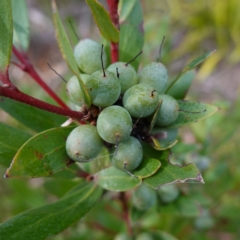 Persoonia silvatica (Forest Geebung) at Deua National Park (CNM area) - 25 May 2024 by RobG1