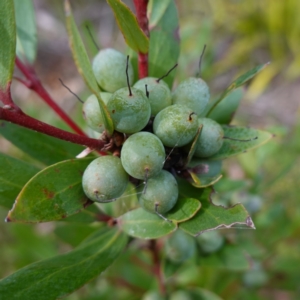 Persoonia silvatica at QPRC LGA - 25 May 2024