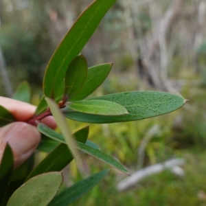 Persoonia silvatica at QPRC LGA - 25 May 2024 11:15 AM