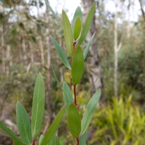 Persoonia silvatica at QPRC LGA - 25 May 2024