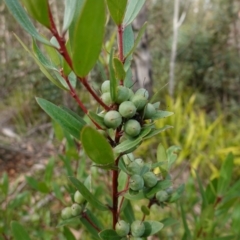 Persoonia silvatica at QPRC LGA - 25 May 2024 11:15 AM