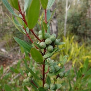 Persoonia silvatica at QPRC LGA - 25 May 2024