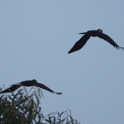 Zanda funerea (Yellow-tailed Black-Cockatoo) at Hall, ACT - 26 May 2024 by Anna123