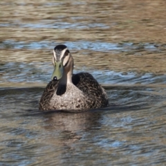 Anas superciliosa (Pacific Black Duck) at Hall, ACT - 18 May 2024 by Anna123