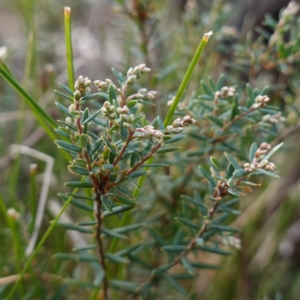 Acrothamnus hookeri at Deua National Park (CNM area) - 25 May 2024