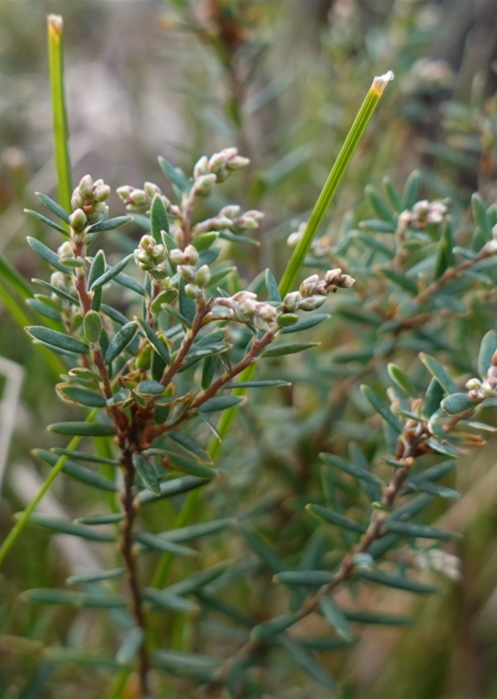 Acrothamnus hookeri at Deua National Park (CNM area) - Canberra ...