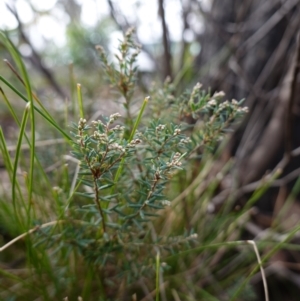 Acrothamnus hookeri at Deua National Park (CNM area) - 25 May 2024