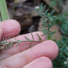 Acrothamnus hookeri at Deua National Park (CNM area) - 25 May 2024