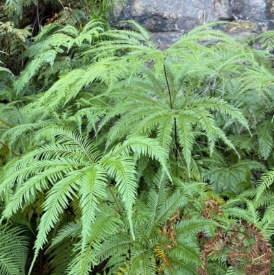 Sticherus flabellatus var. flabellatus (Umbrella Fern) at Jerrawangala, NSW - 26 May 2024 by mnphenson@gmail.com