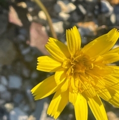 Hypochaeris radicata (Cat's Ear, Flatweed) at Tarago, NSW - 22 May 2024 by JaneR