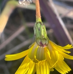 Hypochaeris radicata at Tarago, NSW - 22 May 2024