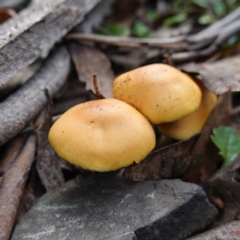 Unverified Cap on a stem; gills below cap [mushrooms or mushroom-like] at Deua National Park (CNM area) - 25 May 2024 by RobG1