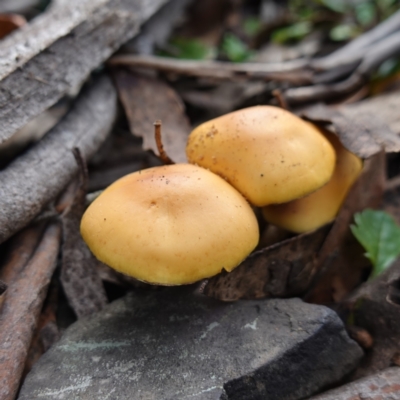 Unidentified Cap on a stem; gills below cap [mushrooms or mushroom-like] at Deua National Park (CNM area) - 25 May 2024 by RobG1