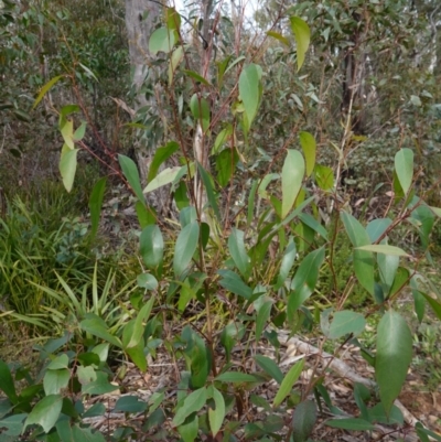 Eucalyptus fastigata (Brown Barrel) at Deua National Park (CNM area) - 25 May 2024 by RobG1