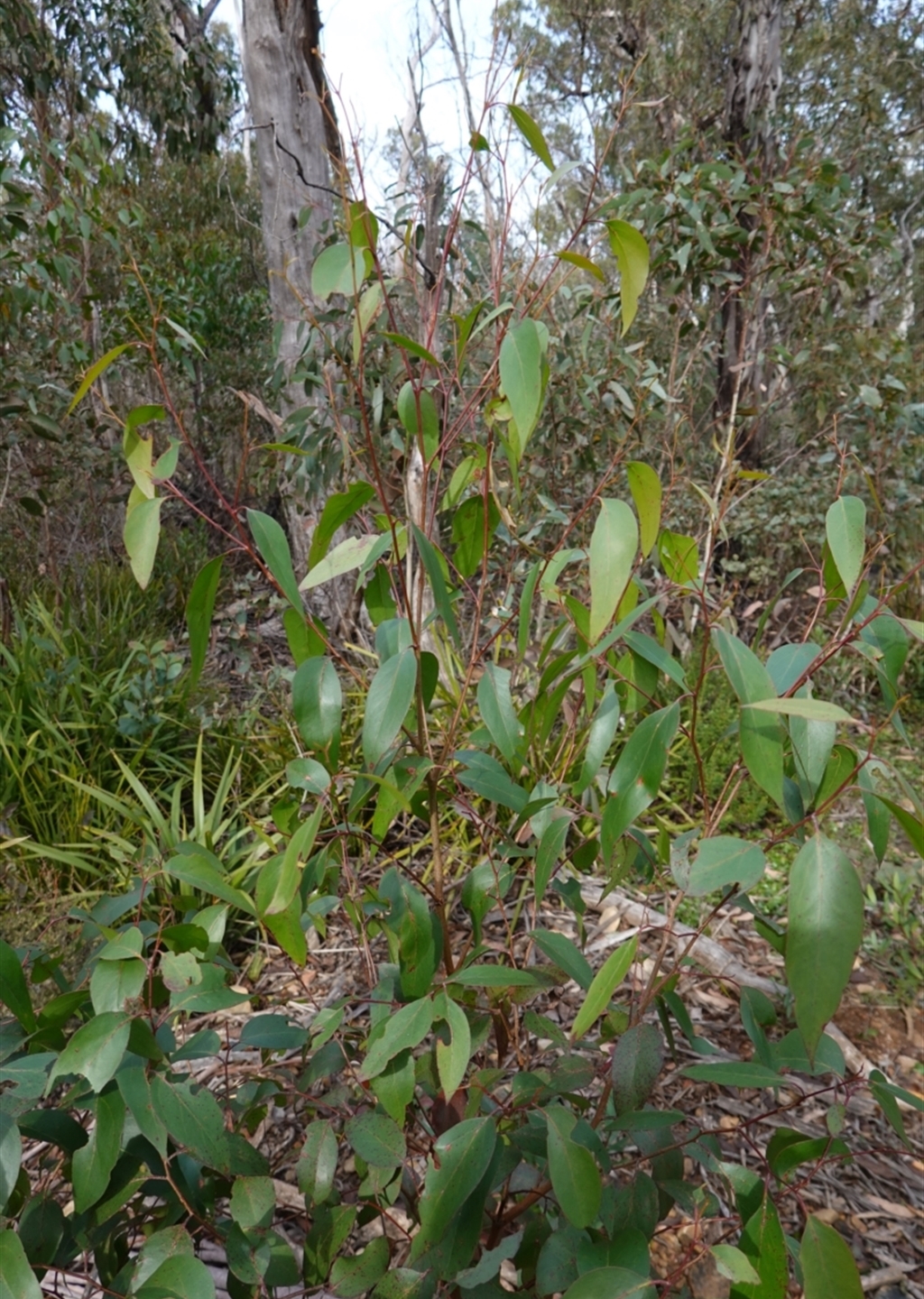 Eucalyptus fastigata at Deua National Park (CNM area) - Canberra ...