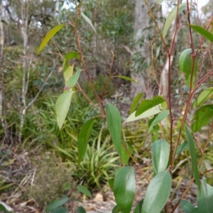 Eucalyptus fastigata at Deua National Park (CNM area) - 25 May 2024