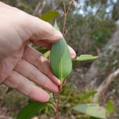 Eucalyptus fastigata at Deua National Park (CNM area) - 25 May 2024