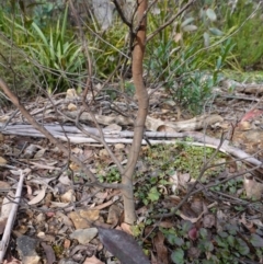 Eucalyptus fastigata at Deua National Park (CNM area) - 25 May 2024