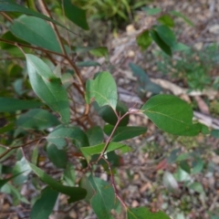 Eucalyptus fastigata at Deua National Park (CNM area) - 25 May 2024