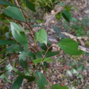 Eucalyptus fastigata at Deua National Park (CNM area) - 25 May 2024