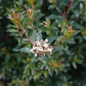 Platysace lanceolata at Deua National Park (CNM area) - 25 May 2024