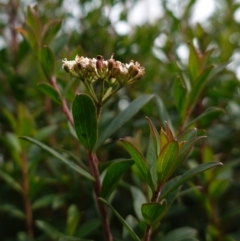 Platysace lanceolata at Deua National Park (CNM area) - 25 May 2024