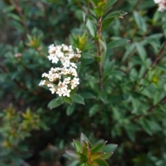 Platysace lanceolata at Deua National Park (CNM area) - 25 May 2024