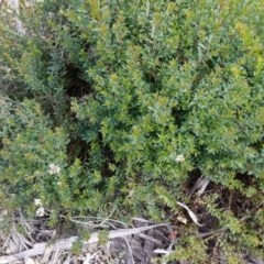 Platysace lanceolata at Deua National Park (CNM area) - 25 May 2024