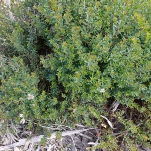 Platysace lanceolata at Deua National Park (CNM area) - 25 May 2024