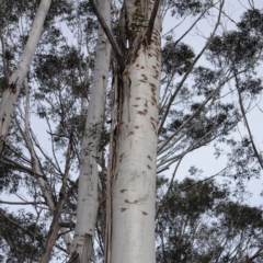 Eucalyptus fraxinoides (White Ash) at Deua National Park (CNM area) - 25 May 2024 by RobG1