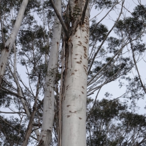 Eucalyptus fraxinoides at QPRC LGA - 25 May 2024 11:48 AM