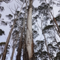 Eucalyptus fraxinoides at QPRC LGA - 25 May 2024 11:48 AM