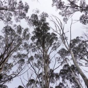 Eucalyptus fraxinoides at QPRC LGA - 25 May 2024