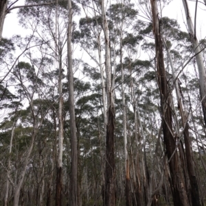 Eucalyptus fraxinoides at QPRC LGA - 25 May 2024 11:48 AM