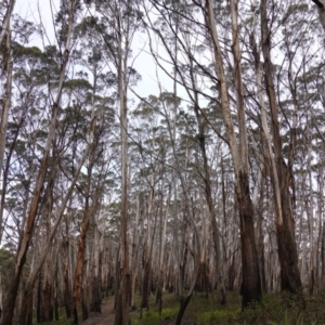 Eucalyptus fraxinoides at QPRC LGA - 25 May 2024