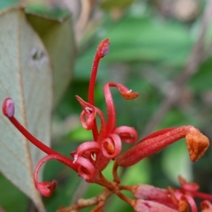 Grevillea oxyantha subsp. oxyantha at Deua National Park (CNM area) - 25 May 2024