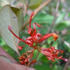 Grevillea oxyantha subsp. oxyantha at Deua National Park (CNM area) - 25 May 2024