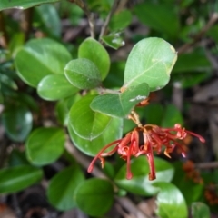 Grevillea oxyantha subsp. oxyantha at Deua National Park (CNM area) - 25 May 2024